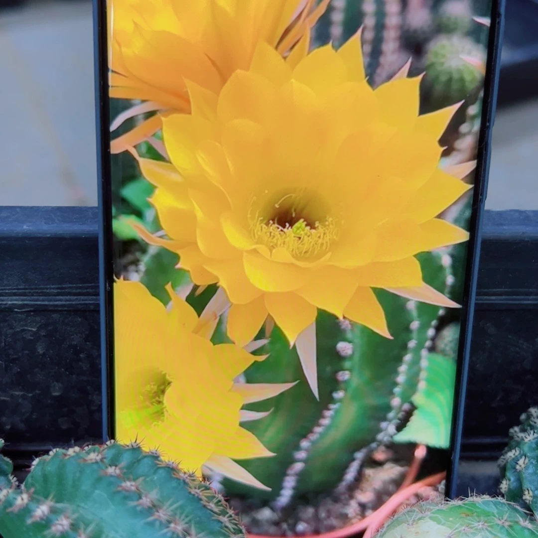 下33金刚22 歪无根侧芽4公分左右20包邮