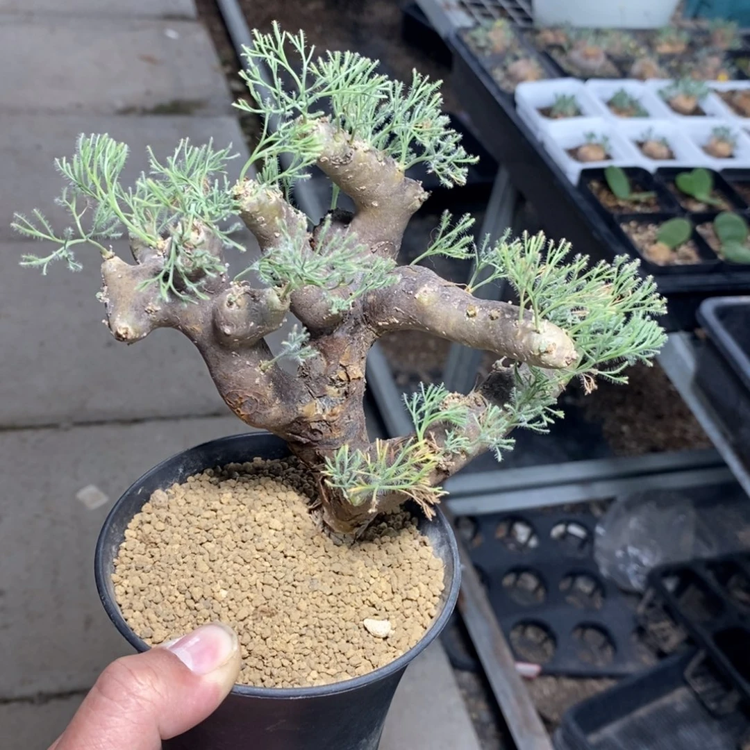 黑皮月界多肉植物