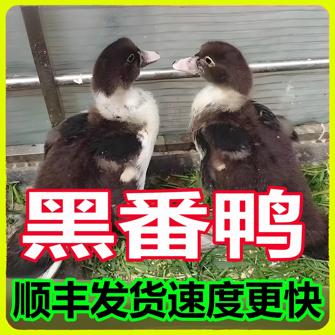宠物鸭顺丰发货农场散养八两左右（买越多越划算，公母直播间选）