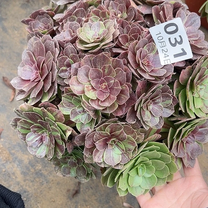 10.24-31花月夜多肉植物1