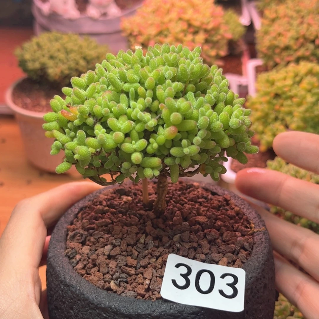 303金橘可爱多肉植物