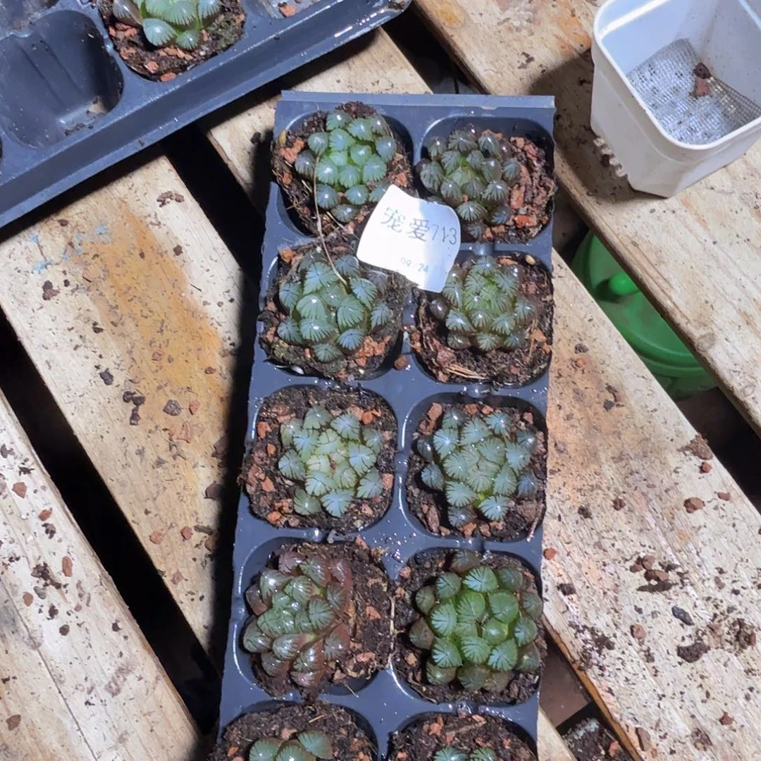 直播福利一物一拍713