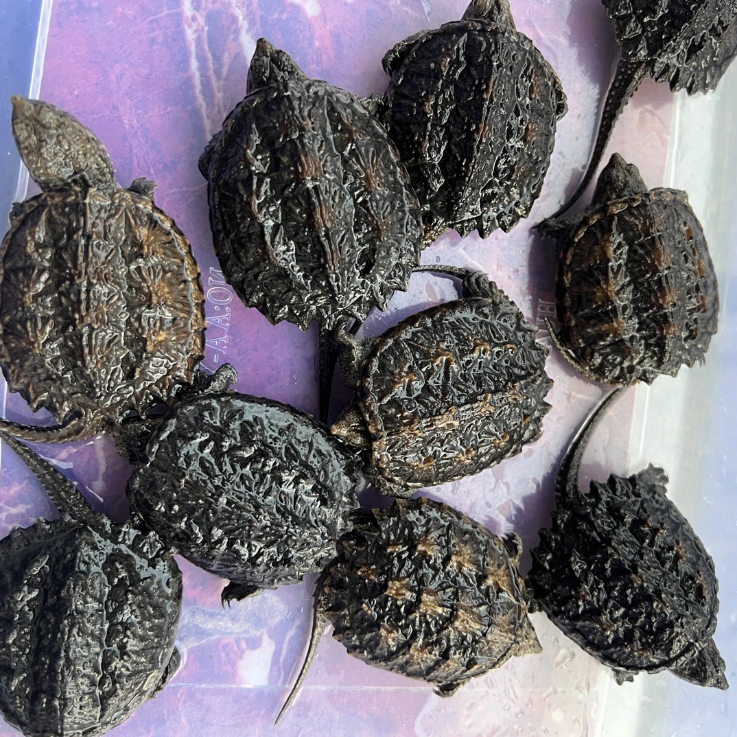 精品杂佛鳄鱼龟来