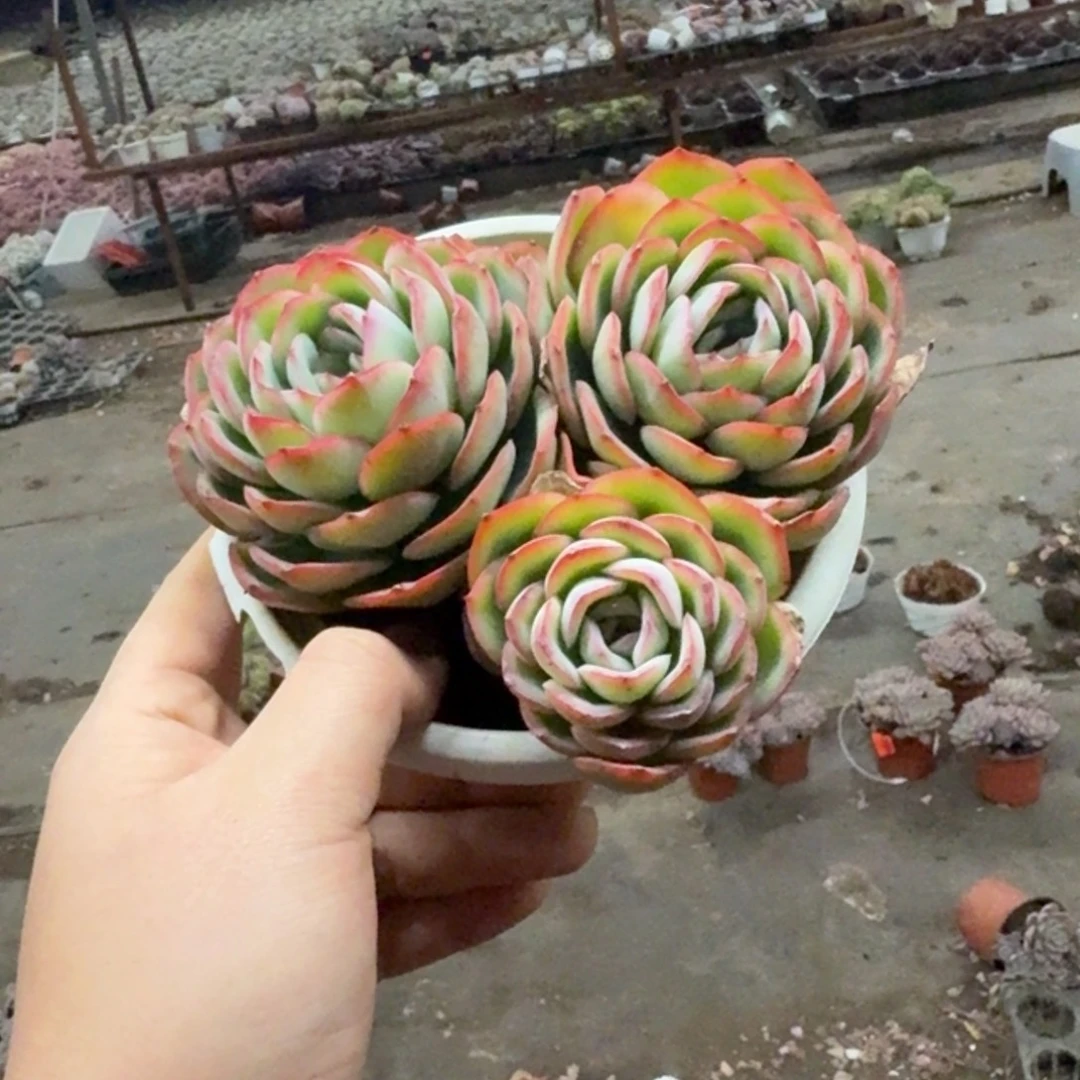 晨露三头起老桩多肉