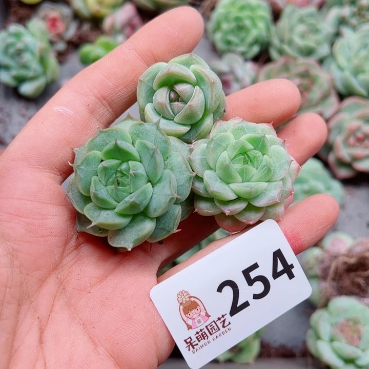 苹***崽多肉植物多肉植物