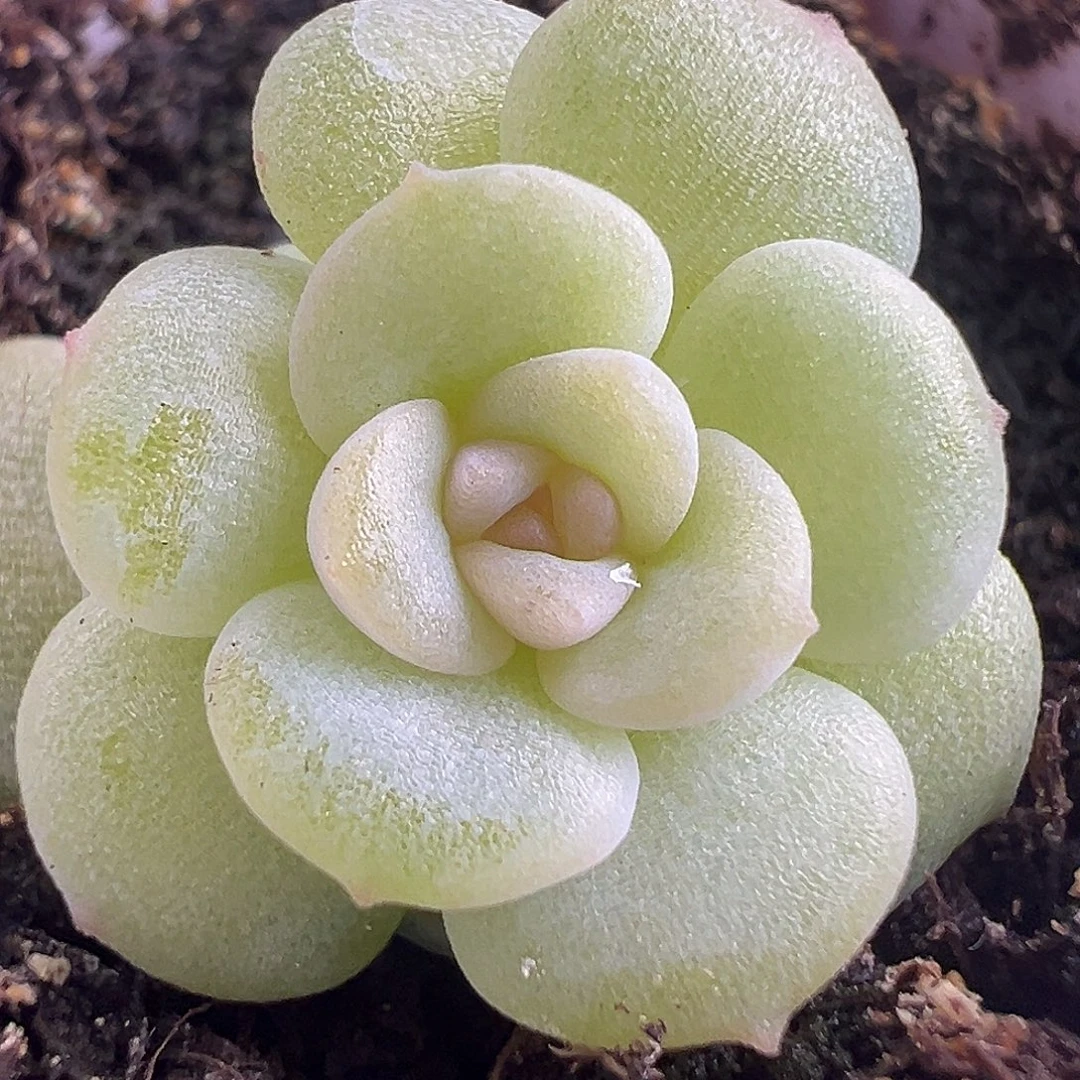 开播福利双头小星星