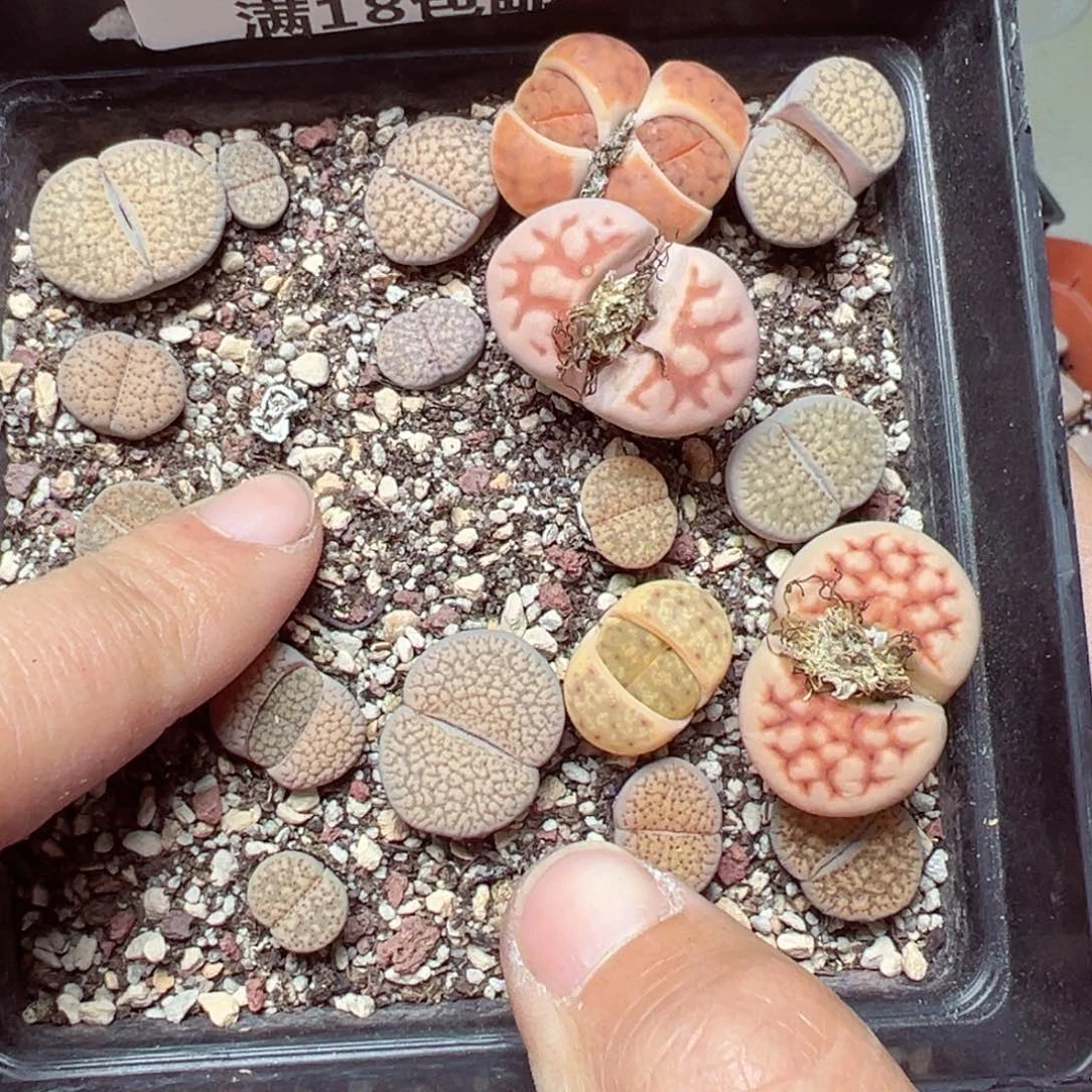 【闪购商品】1703……