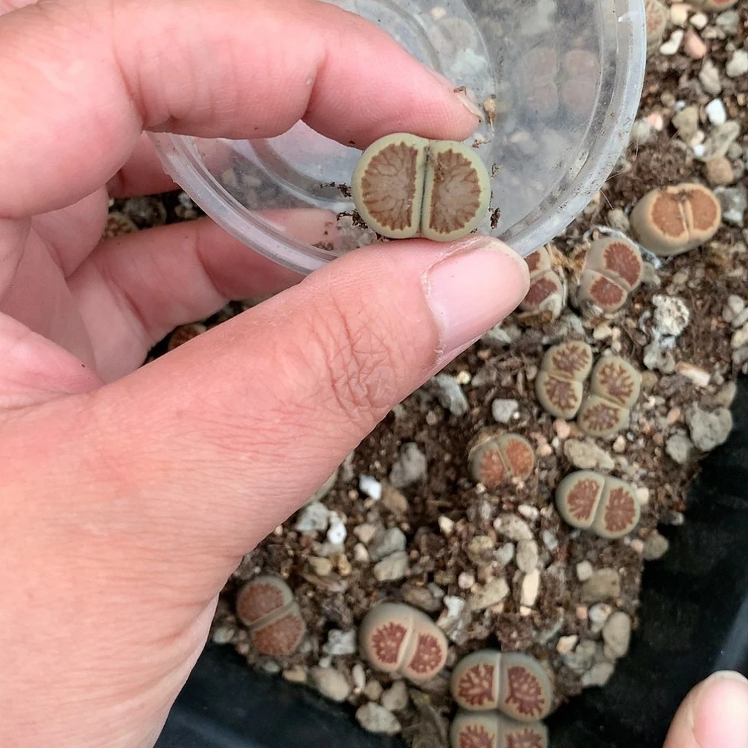 且****8K366多肉植物