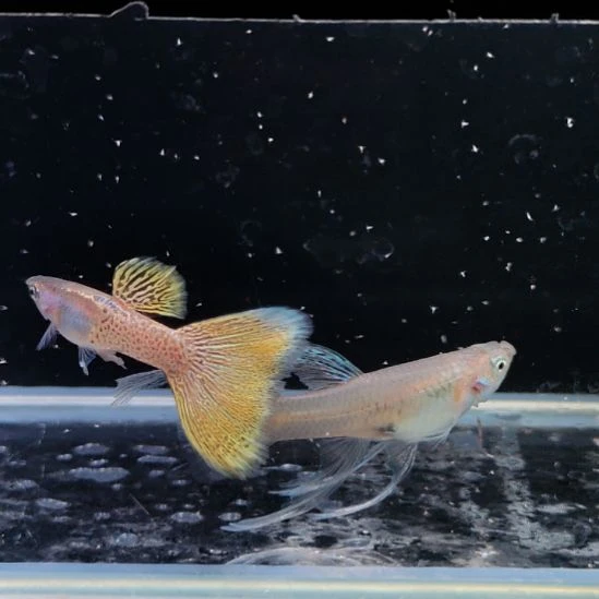 孔雀鱼金属黄蕾丝大c一对