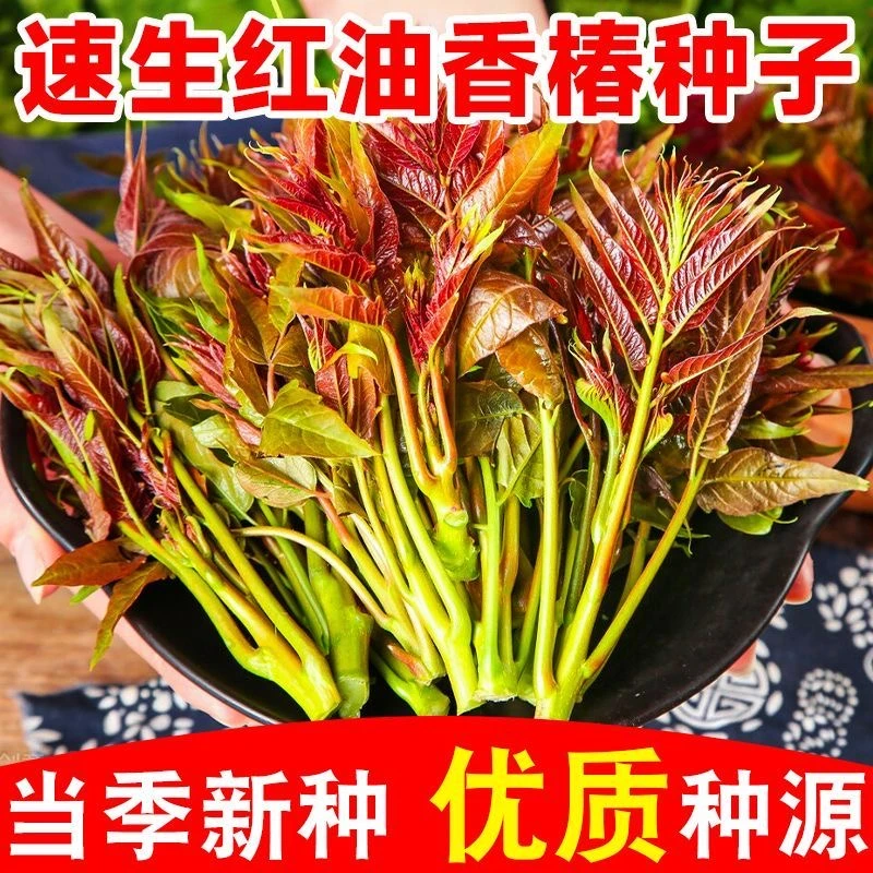 【当季新种】耐寒抗旱香椿种子春夏秋冬四季庭院田园蔬菜种子D