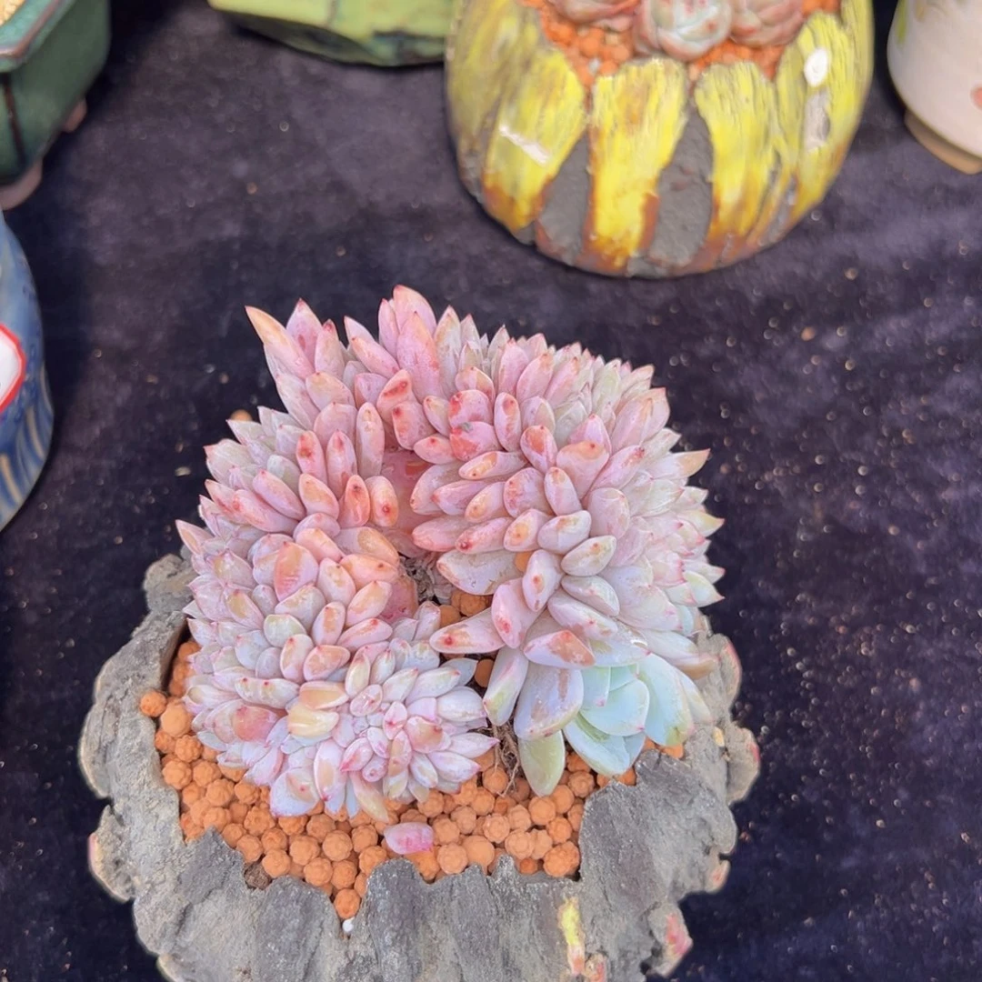 遥**2新年快乐 新年快乐 新年快乐