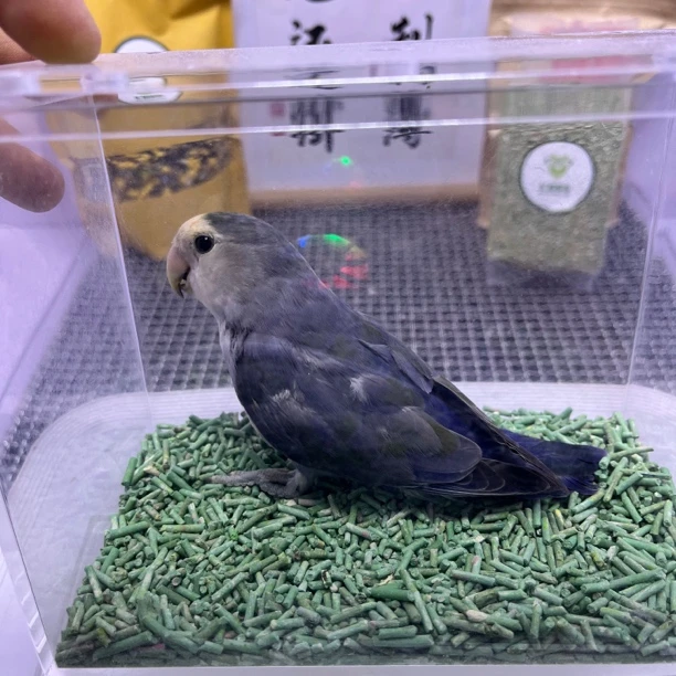 牡丹鹦鹉-独立中纯紫罗兰公F0076