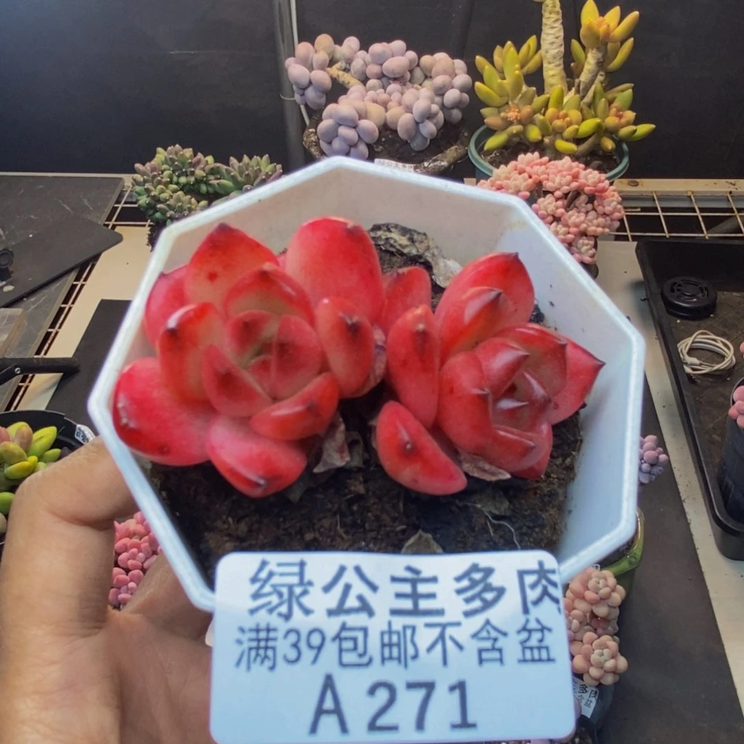 271TM多肉肉4c m