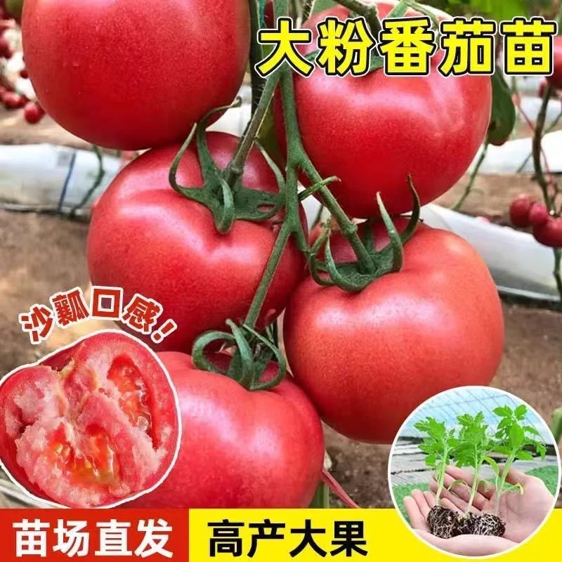 【番茄苗】西红柿苗西红柿家庭阳台盆栽优质蔬菜秧苗