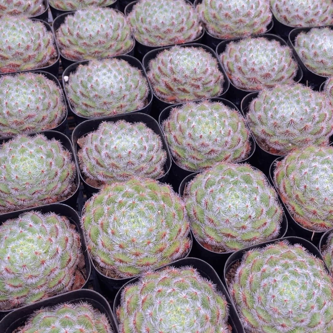 量拍45号 黄晶果单头一个