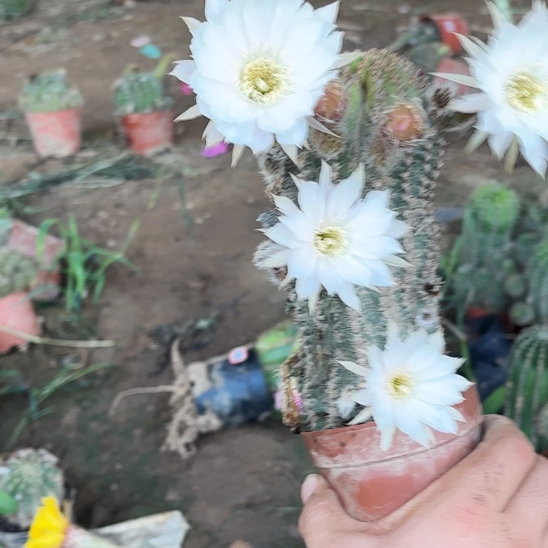 68 实生彩草仙人球瑕疵