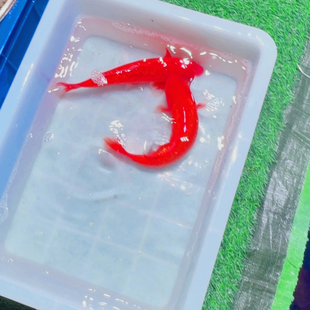 锦鲤血统锦鲤大放漏666