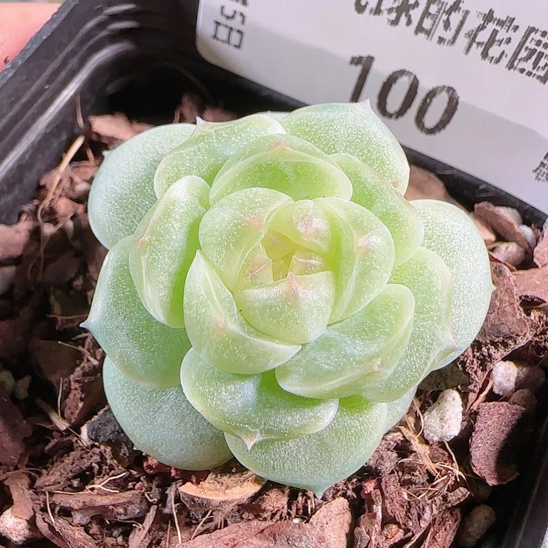 0915--- 100A29糖心珍妮