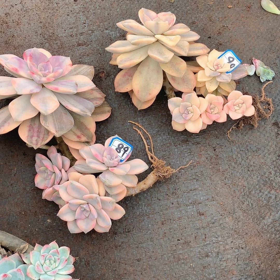 89-90两颗 紫乐锦