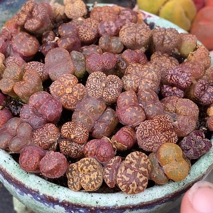 20522双头编号勋章一颗