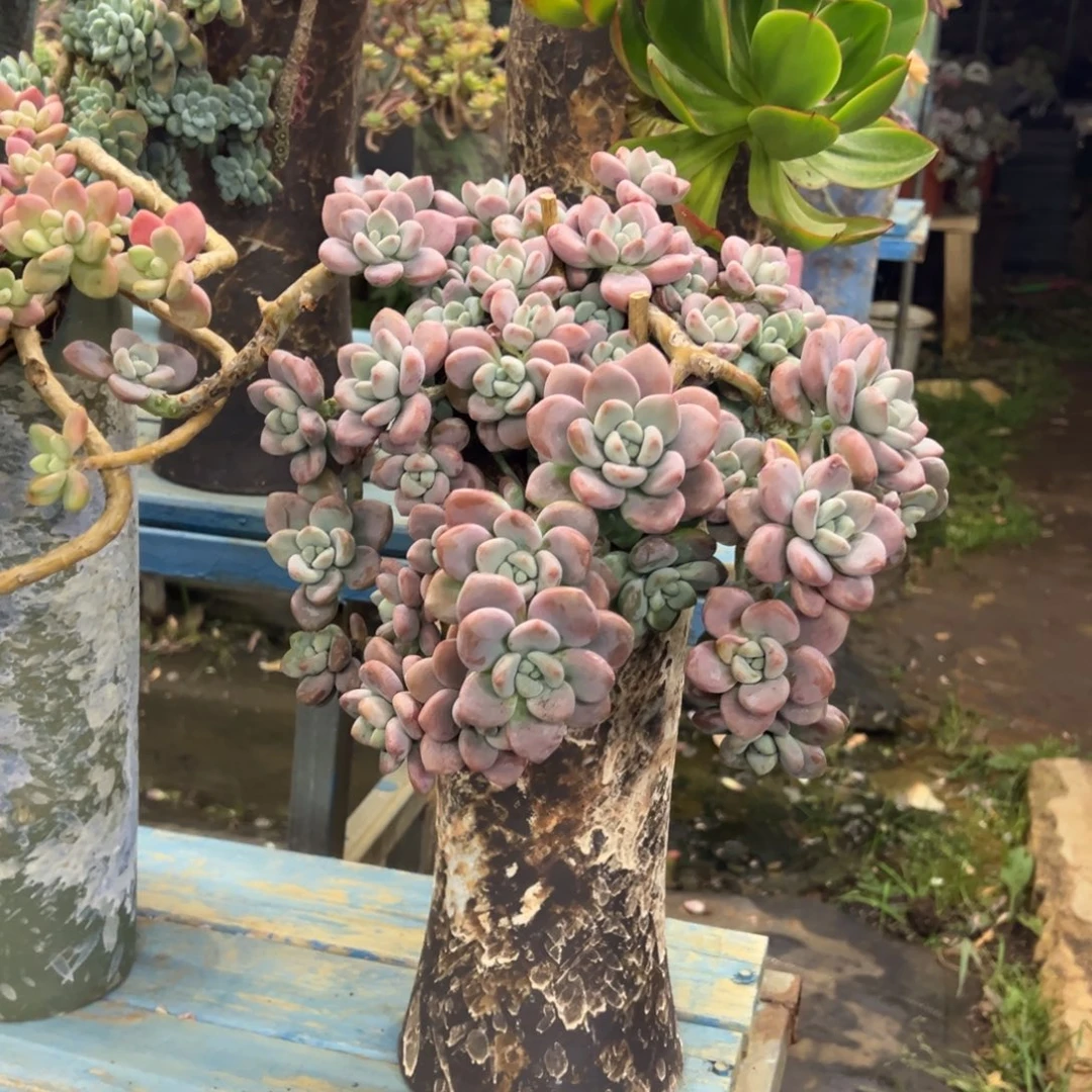 露养老桩脱土裸根洛神