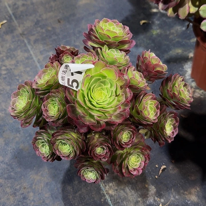 000000000000519万花筒