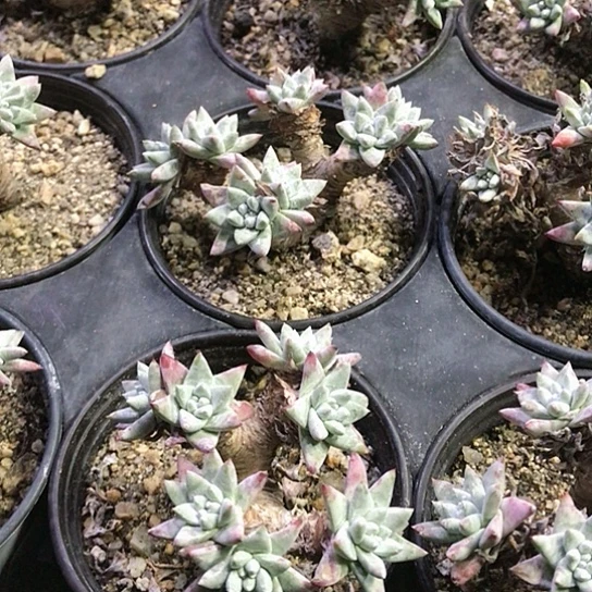 仙女棒仙女棒仙女棒