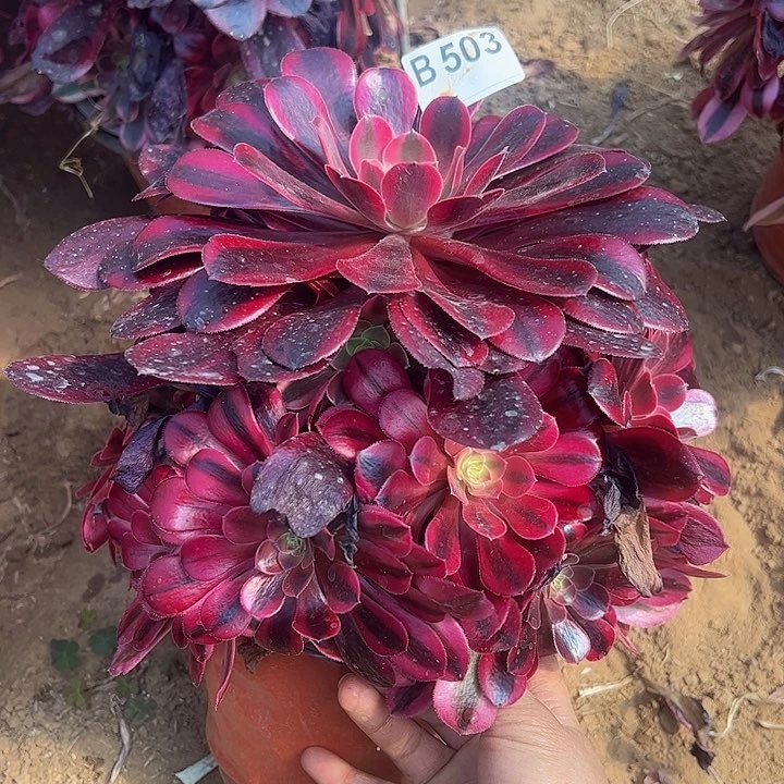 美杜莎多肉植物503