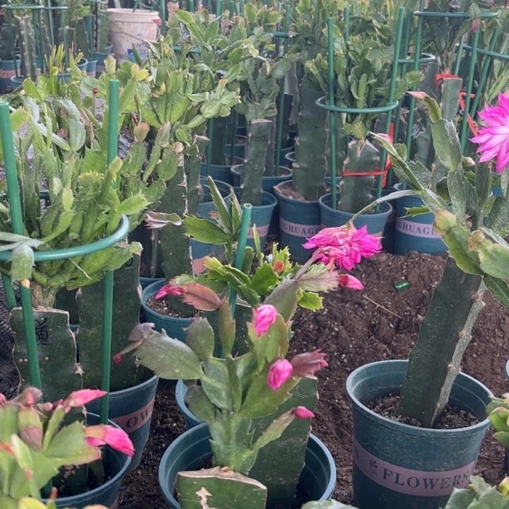 0***0012➕尤利迪带盆000000