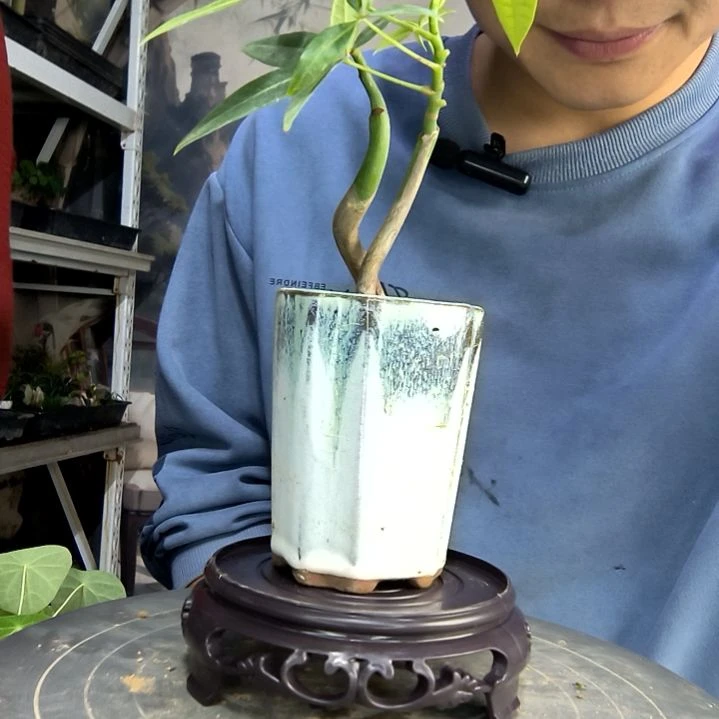 喜**好中青园艺一物一拍421