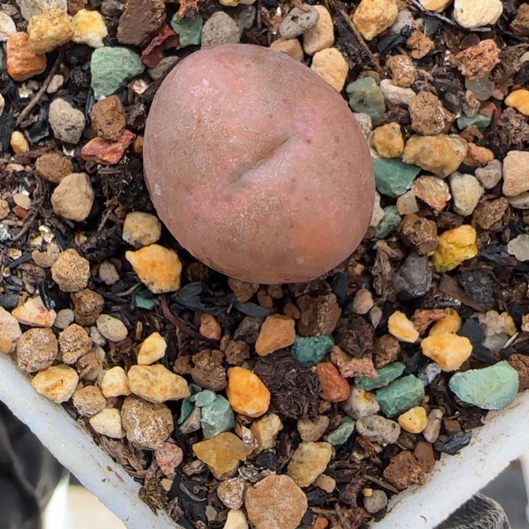 多肉植物桃太郎杂93号