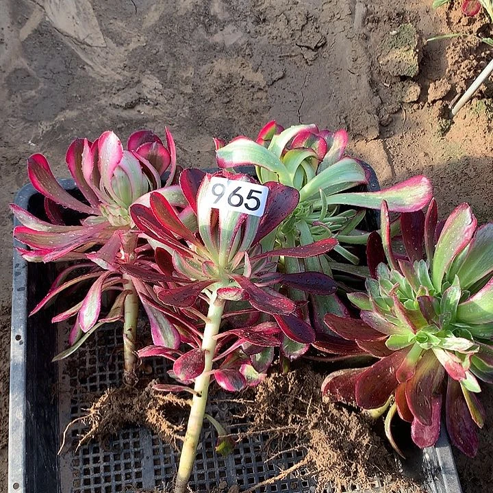 腊**花965四颗多肉植物组合3
