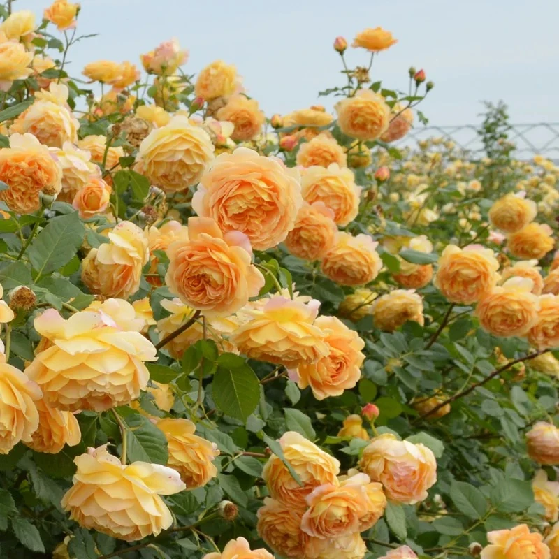 【黄金庆典】1.5米爬藤月季藤本花苗四季开花庭院阳台花卉盆栽地栽