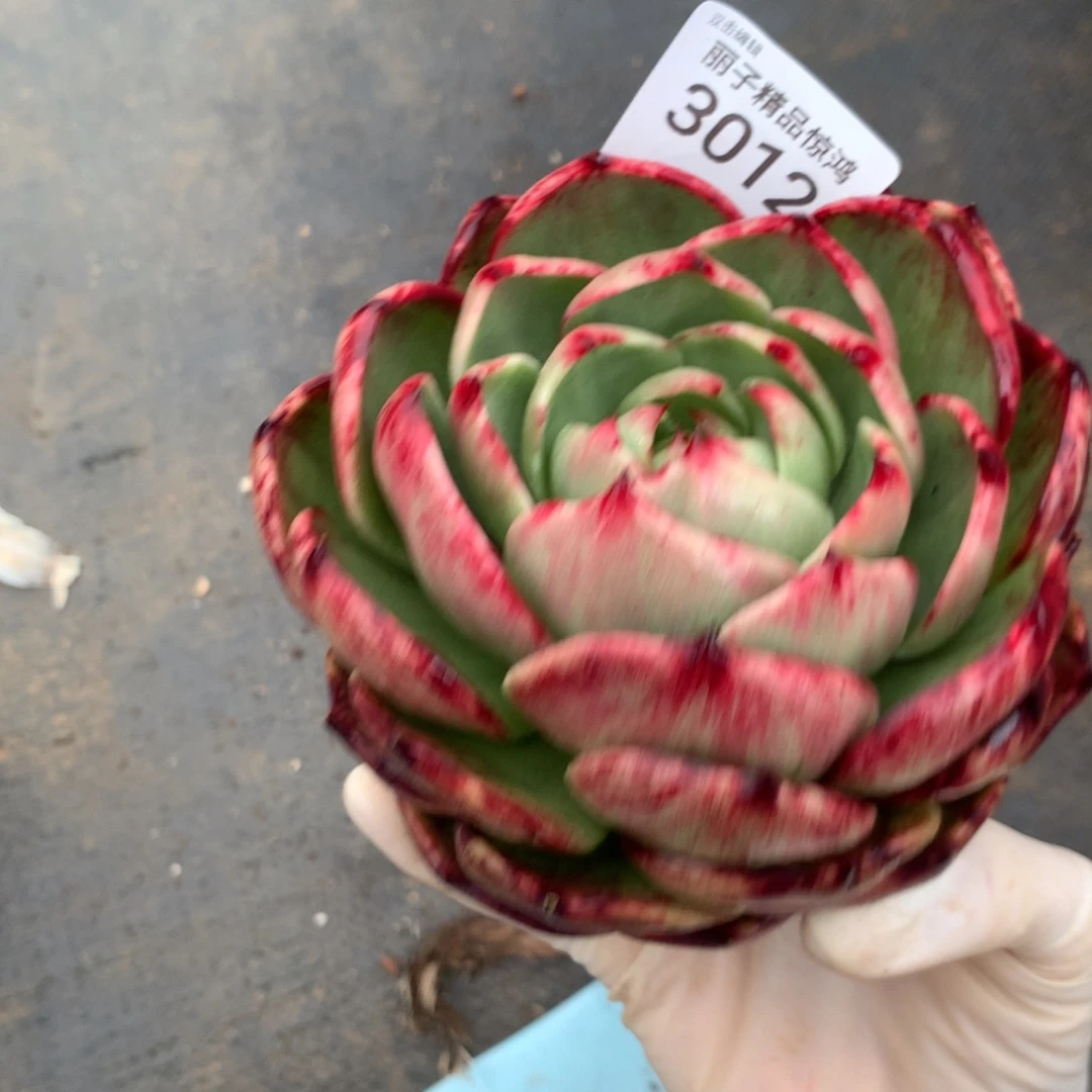 3012一物一拍11厘米