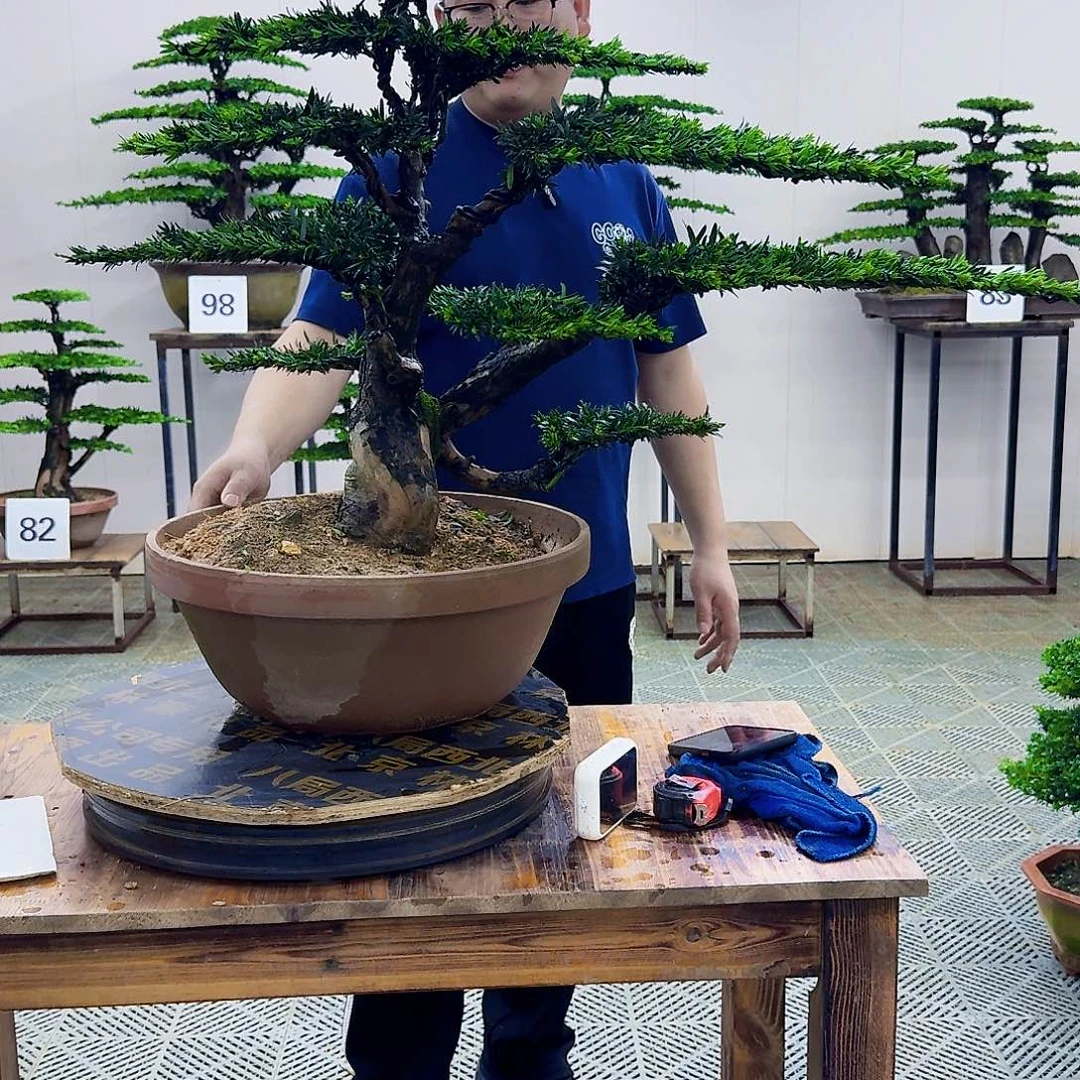 无花朵米叶罗汉松造型盆景