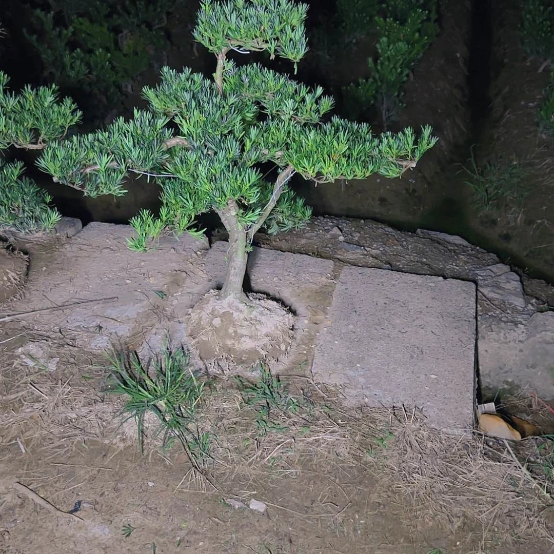 松***店无花朵罗汉松盆景艺术