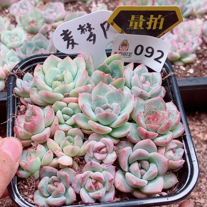 多肉植物多肉植物