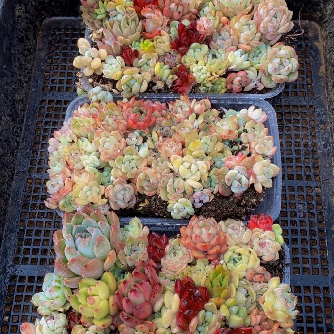 248多肉植物保护研究所所长助理研究员