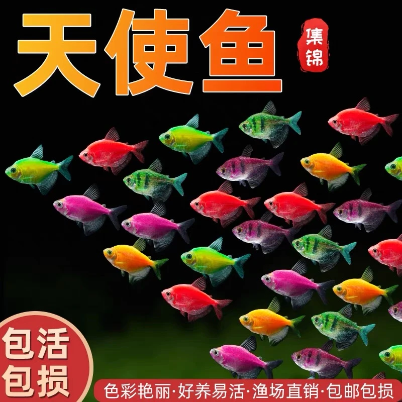 天使鱼活体观赏鱼七彩养鱼好淡水群游荧光绿衣小型鱼冷水鱼批发