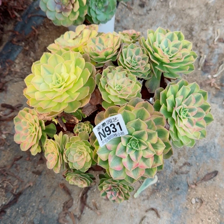 931雨荷官服28左右2