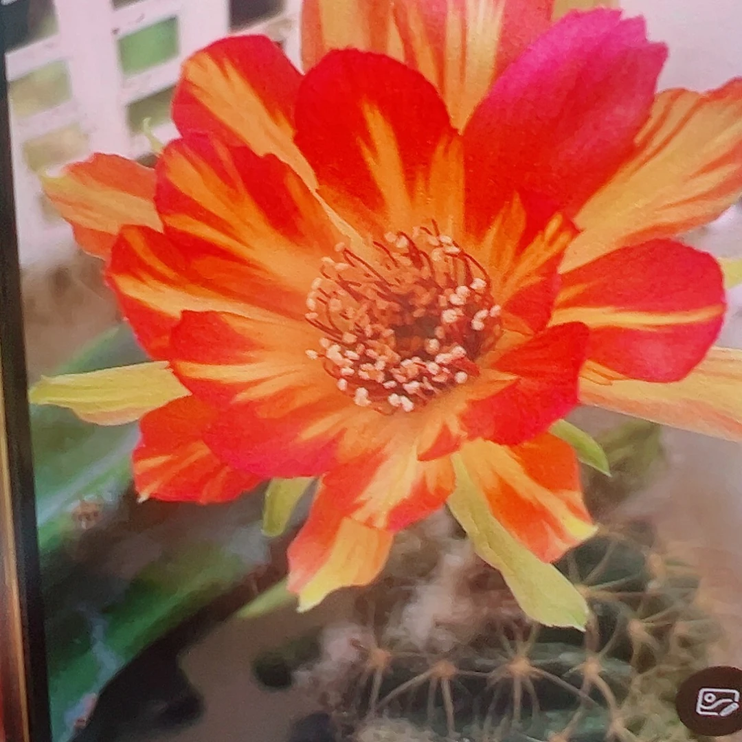 丽花 0623侧芽 满20包邮