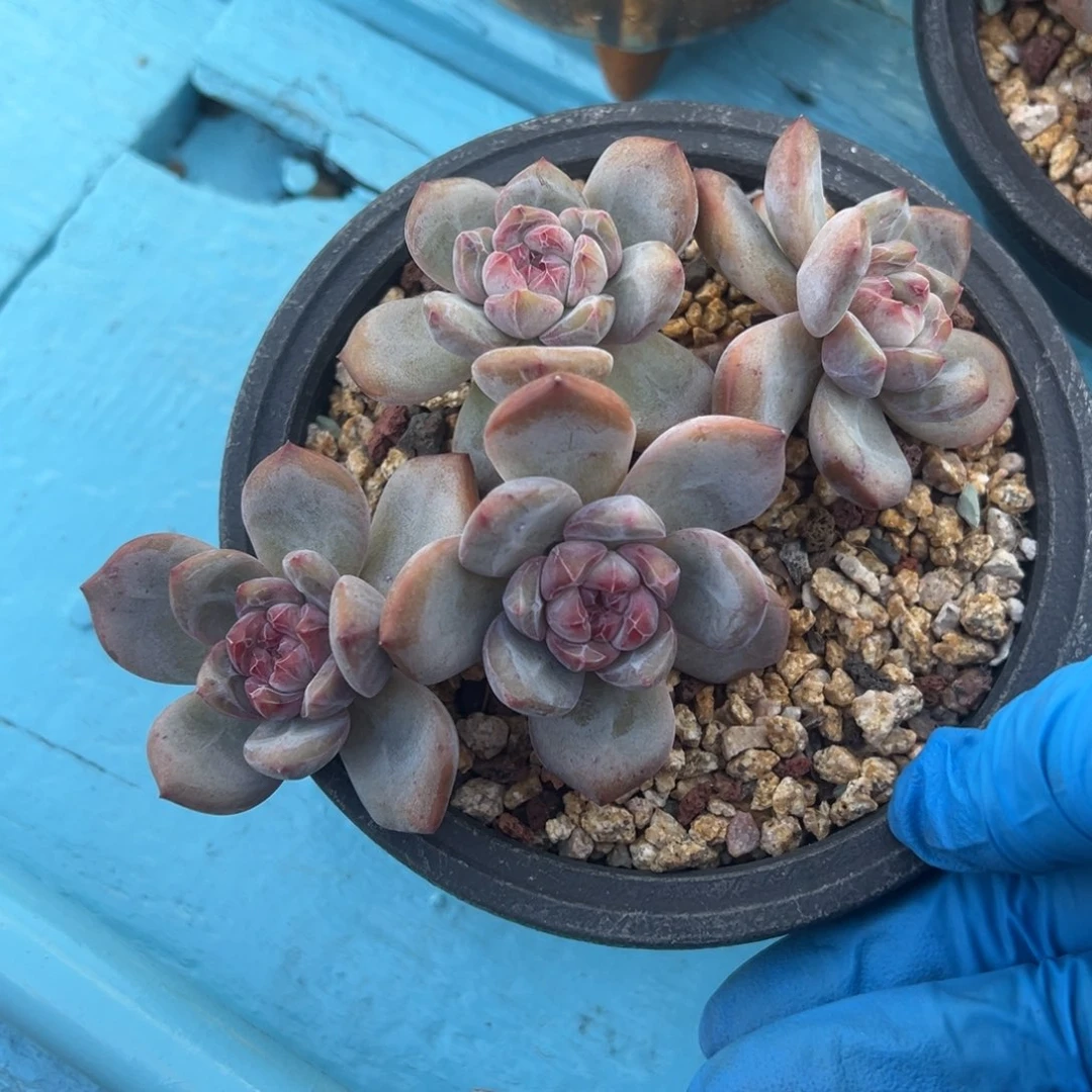 石榴籽星影老桩4头飘枝