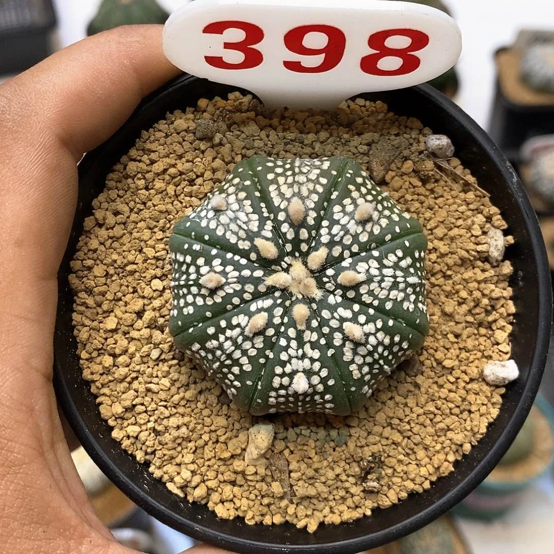 398皇室奇迹福利特价咯