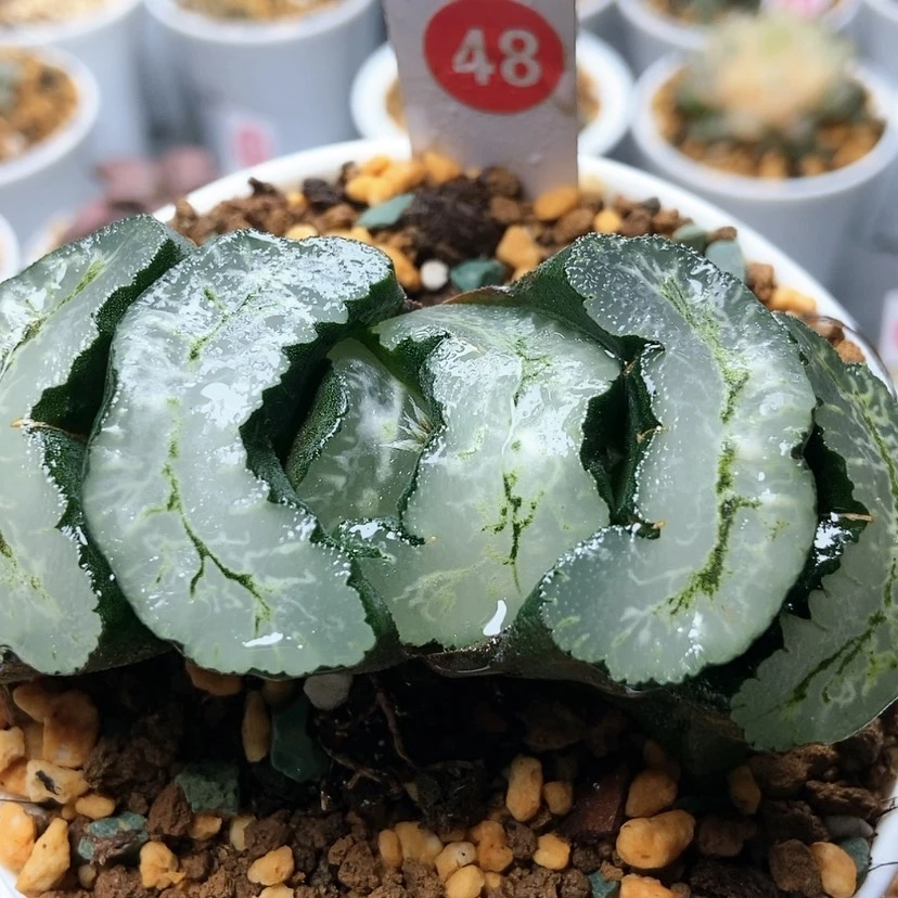 【闪购商品】葵三48