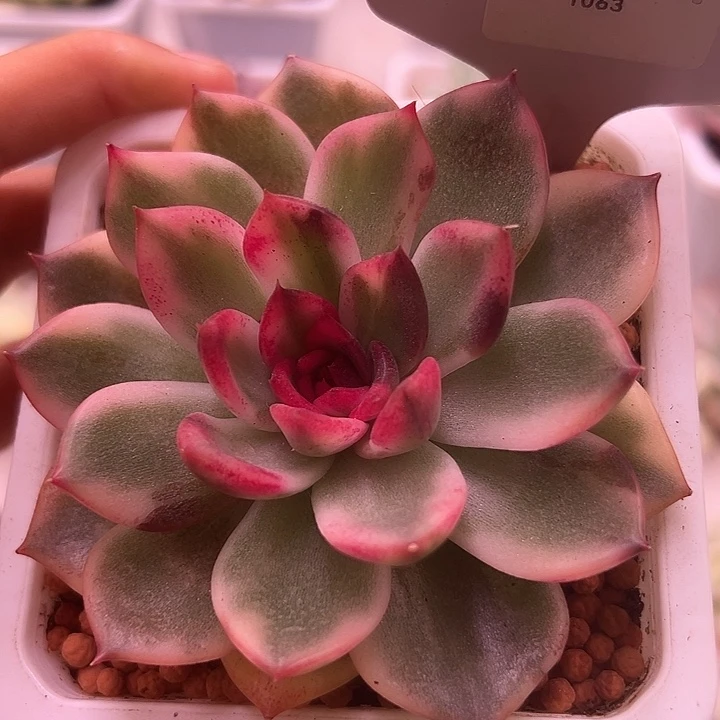 1063号火焰玫瑰锦多肉