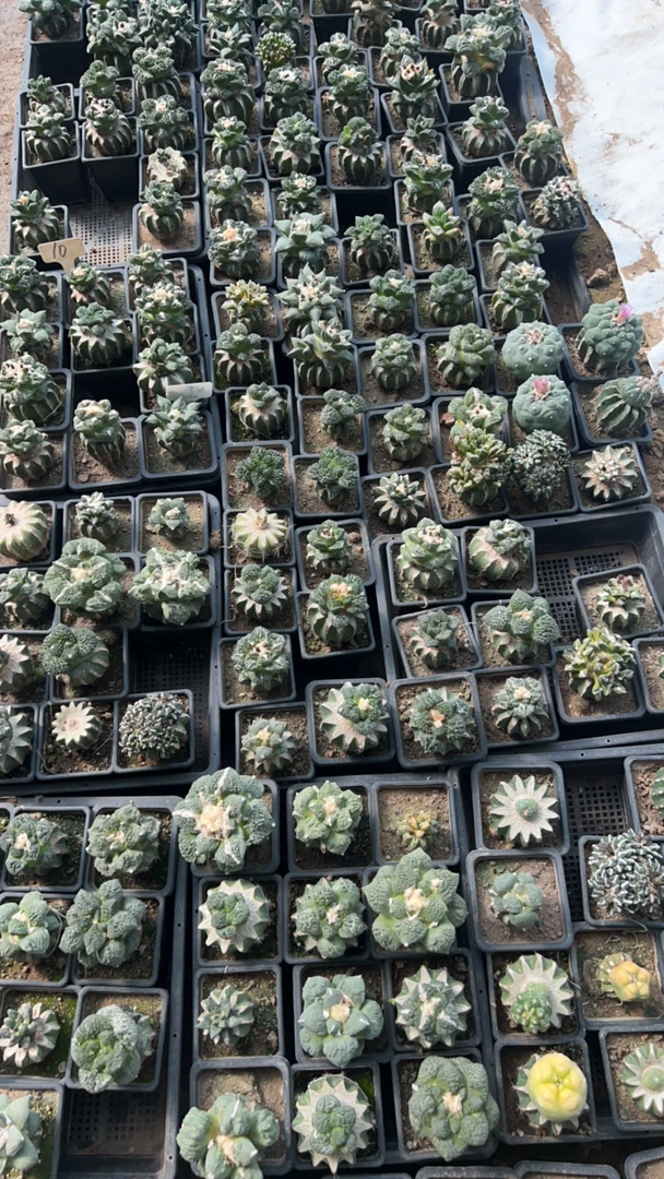 仙人球嫁接牡丹，牡丹锦，海鲜锦