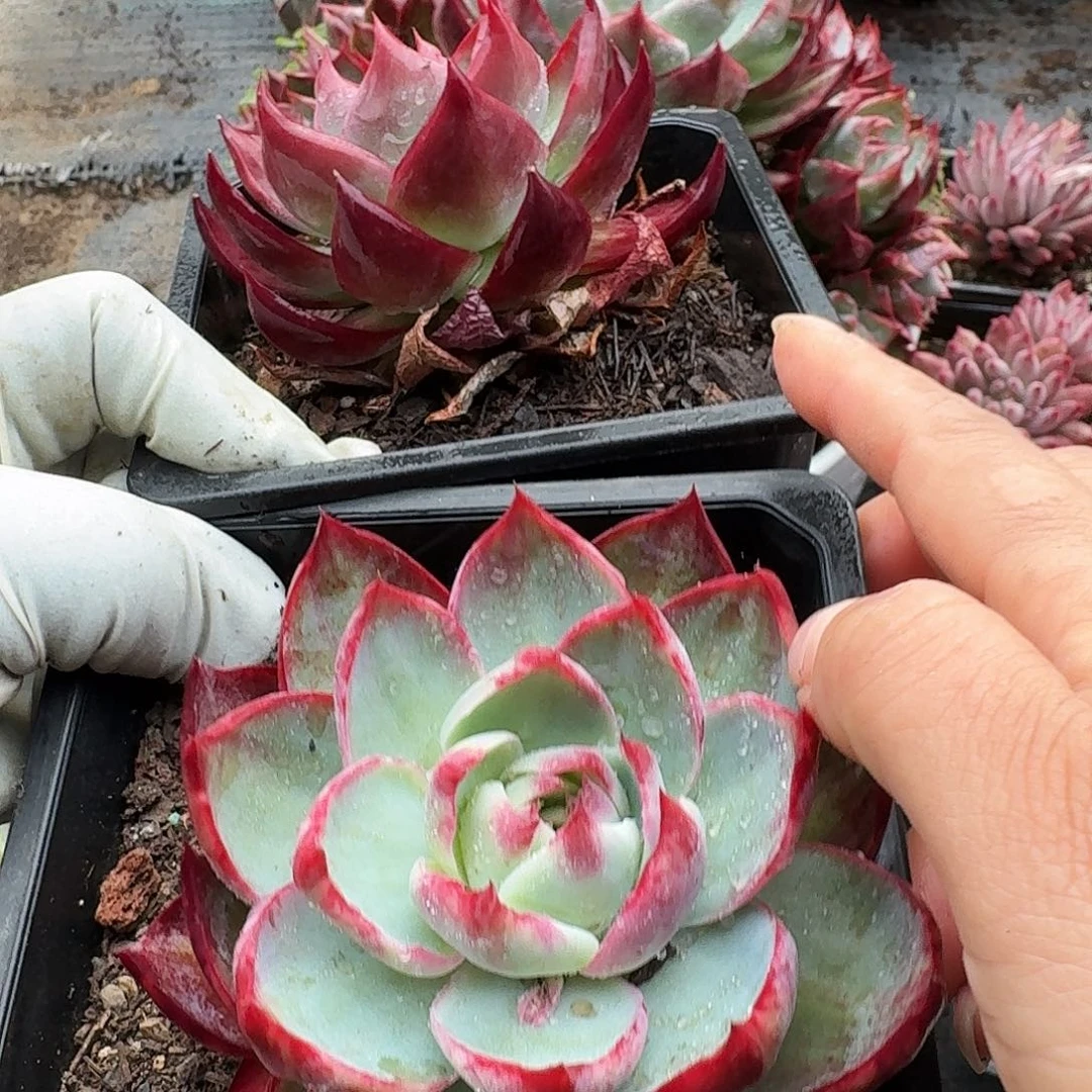 惊鸿惊鸿惊鸿 7 公分内勾两颗