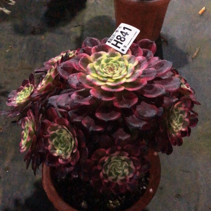 黑金钢多肉841000000000