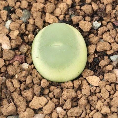 多肉肉锥 1.8Cm 大王拉登