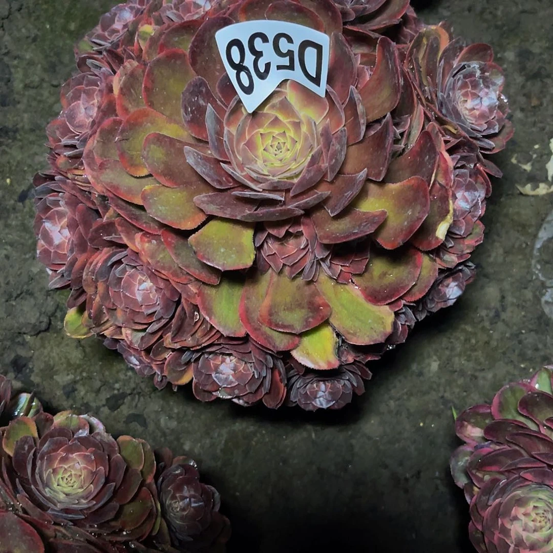 半夏法师28//13包邮